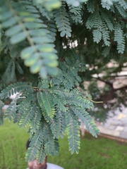 Erythrostemon gilliesii
