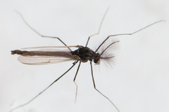 Orthocladiinae