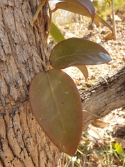 Hoya