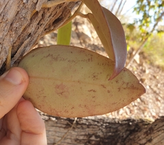 Hoya