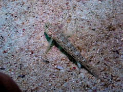 Istigobius decoratus
