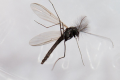 Orthocladiinae