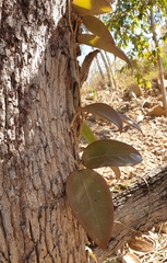 Hoya