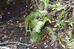 Blechnum punctulatum