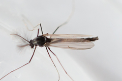 Orthocladiinae