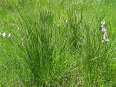 Dierama floriferum