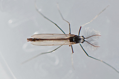 Orthocladiinae