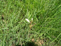 Chlorophytum cooperi