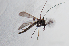 Orthocladiinae