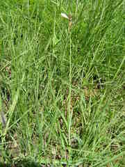 Chlorophytum cooperi