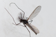 Orthocladiinae