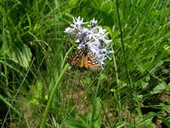 Pentanisia prunelloides