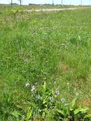 Pentanisia prunelloides