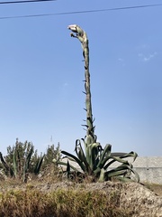 Agave salmiana
