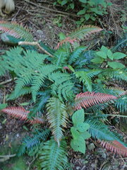 Blechnum attenuatum