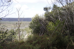 Tarchonanthus littoralis