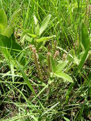 Acalypha peduncularis
