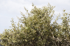 Tarchonanthus littoralis