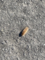 Phragmatobia