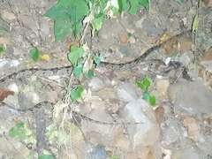 Trimorphodon biscutatus