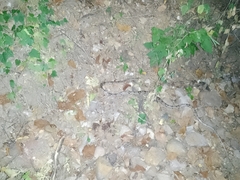 Trimorphodon biscutatus