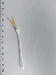 Crocus neapolitanus
