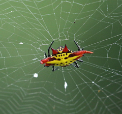 Gasteracantha sanguinolenta