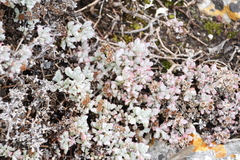 Oscularia deltoides
