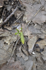Corydalis cava marschalliana