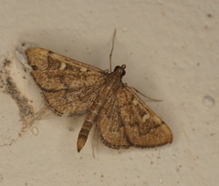 Dolicharthria stigmosalis