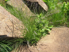 Silene burchellii