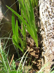 Agapanthus caulescens