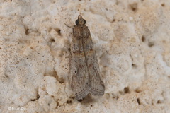 Acrobasis bithynella