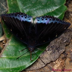 Lexias