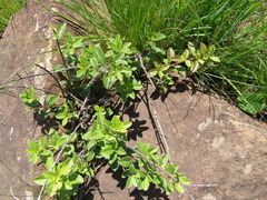 Diospyros lycioides