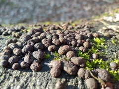 Hypoxylaceae