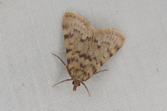Aglossa