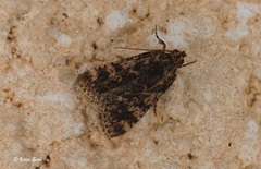 Aglossa