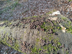 Hypoxylaceae