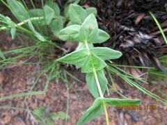 Hypericum aethiopicum
