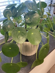 Pilea peperomioides