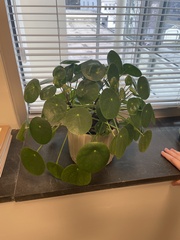 Pilea peperomioides