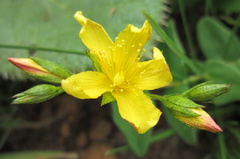 Hypericum aethiopicum