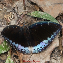 Lexias