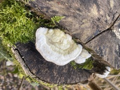 Trametes gibbosa