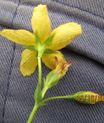 Hypericum aethiopicum