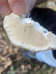 Trametes gibbosa