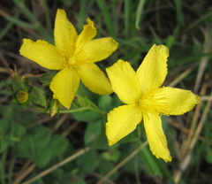 Hypericum aethiopicum