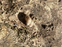 Cochlostoma septemspirale