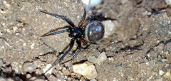 Steatoda paykulliana